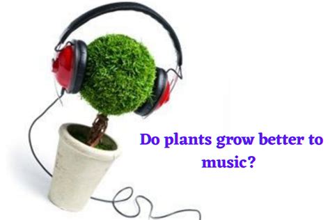 what music helps plants grow? does the type of music matter?