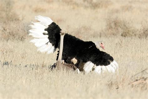 Why Do Ostriches Dance: An Insight into Their Unseen Rhythm